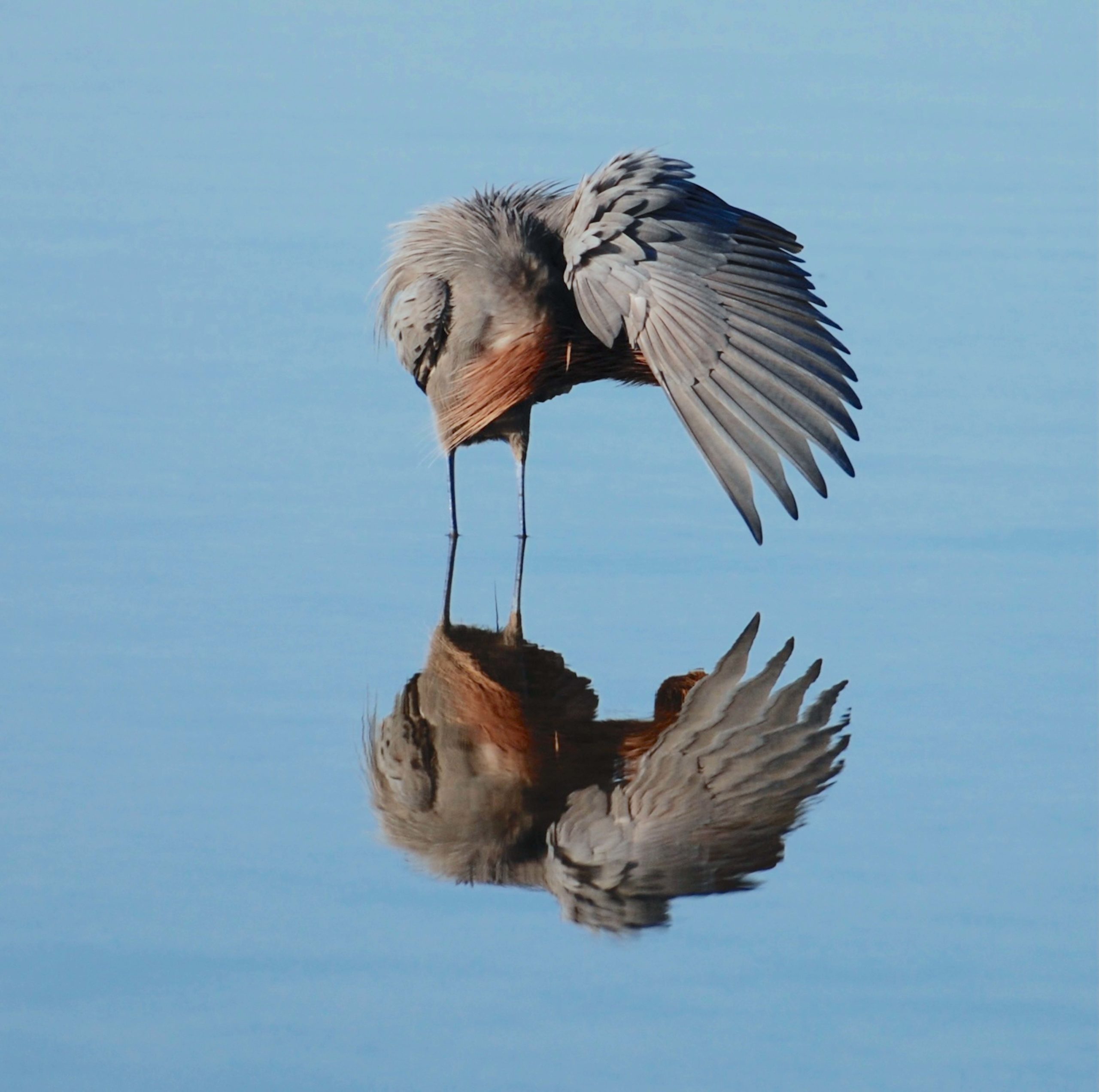Web egret Web egret