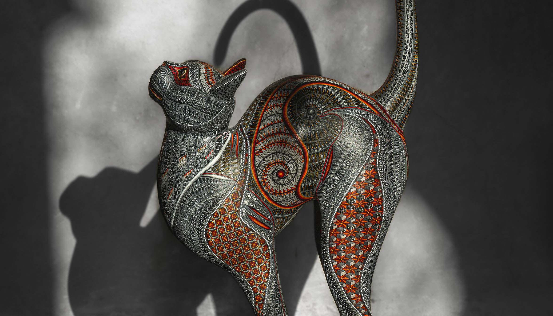 12.02.26 GATO GRIS-1