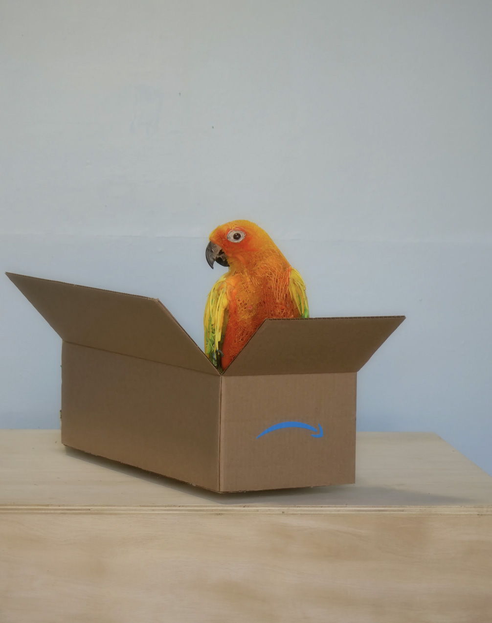Parrot