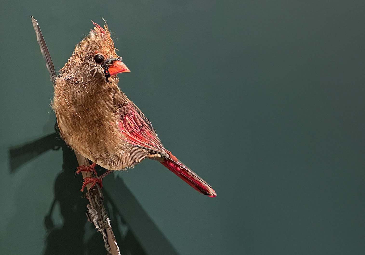 Bird WEB