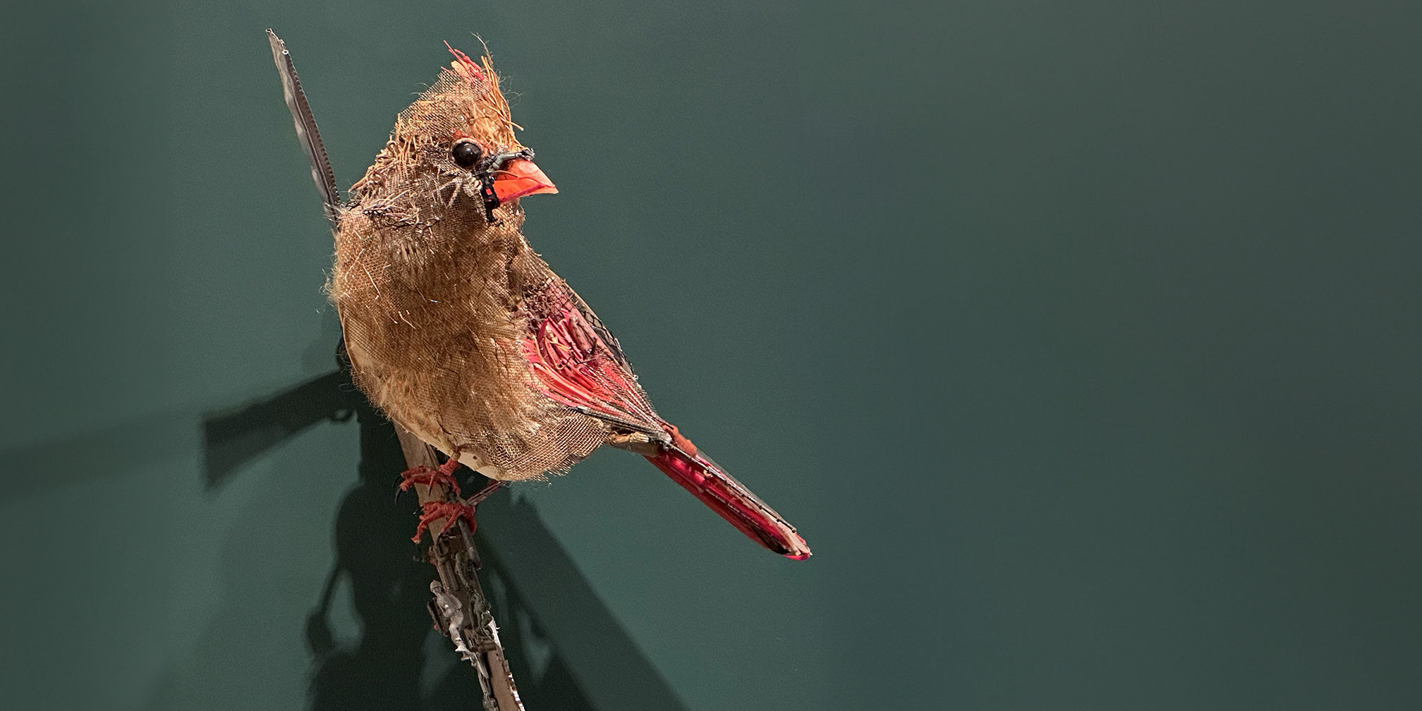 Bird WEB