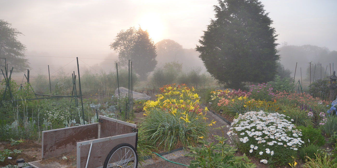 Fog